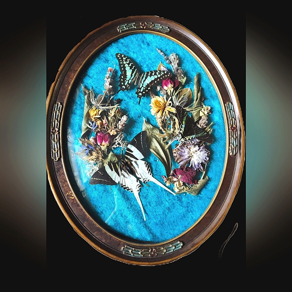 Taxidermy. Real butterflies and moth in convex glass frame